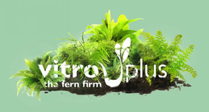 Vitro Plus BV