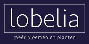 Bloemenhuis Lobelia Hilversum