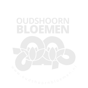 Oudshoorn Bloemen